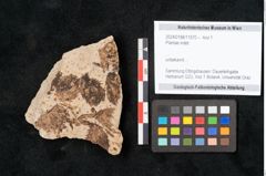 Foto (Objekt + Etikett) von Plantae indet.  (NHMW-GEO-2024-0188-11570)